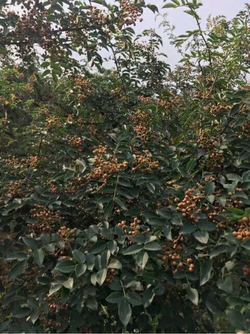 花椒苗1~2年大红袍花椒苗，无刺花椒苗等