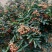 花椒苗1~2年大红袍花椒苗，无刺花椒苗等
