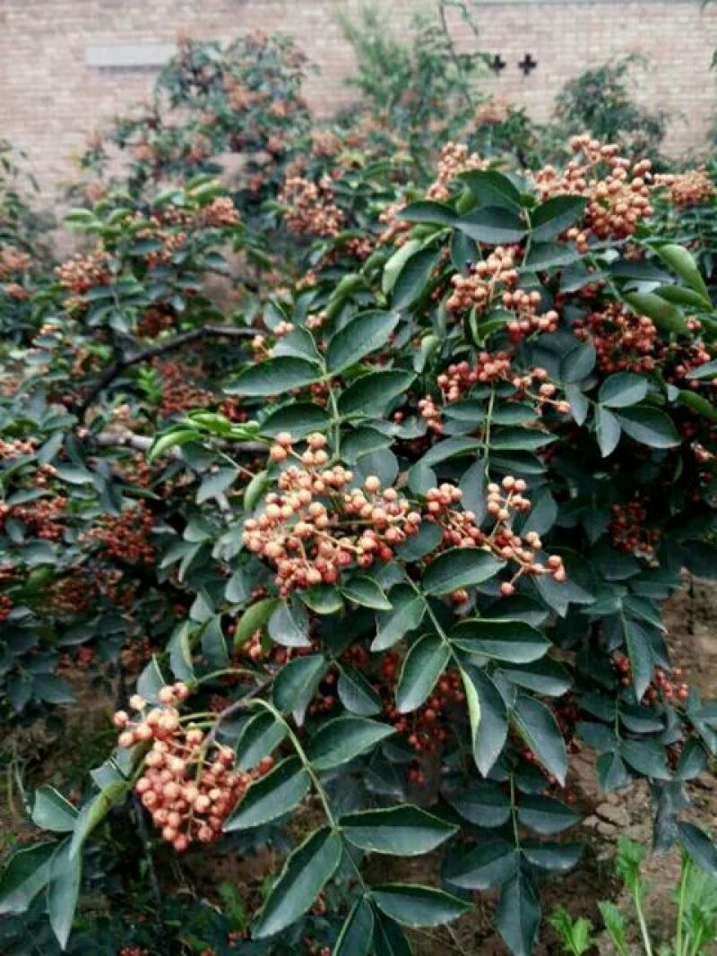 花椒苗1~2年大红袍花椒苗，无刺花椒苗等