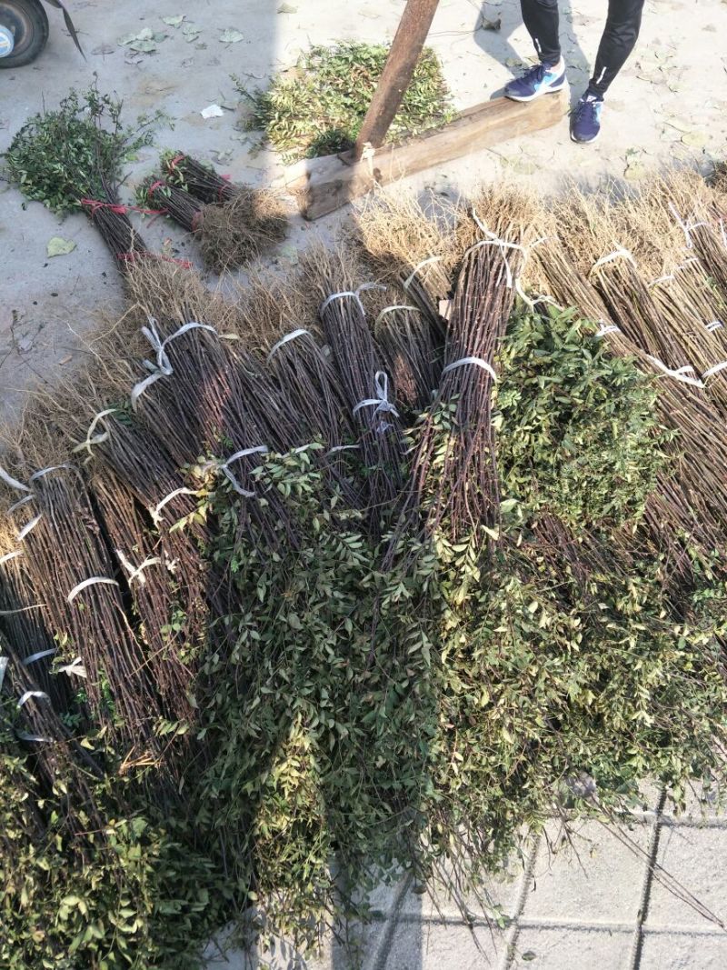 花椒苗1~2年大红袍花椒苗，无刺花椒苗等