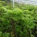 香椿苗80cm以上，香椿小苗，大棚专用香椿苗