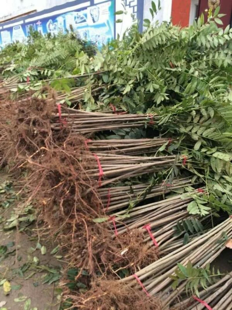 香椿苗80cm以上，香椿小苗，大棚专用香椿苗