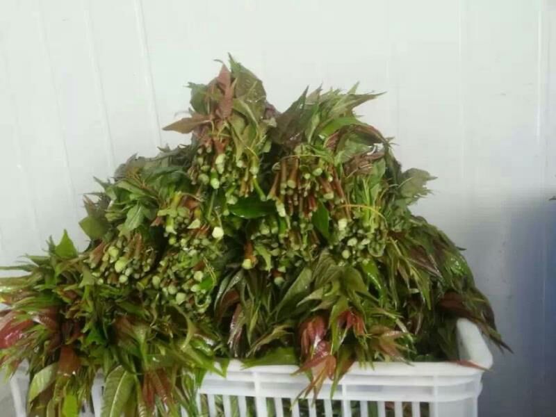 香椿苗80cm以上，香椿小苗，大棚专用香椿苗