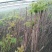 香椿苗80cm以上，香椿小苗，大棚专用香椿苗