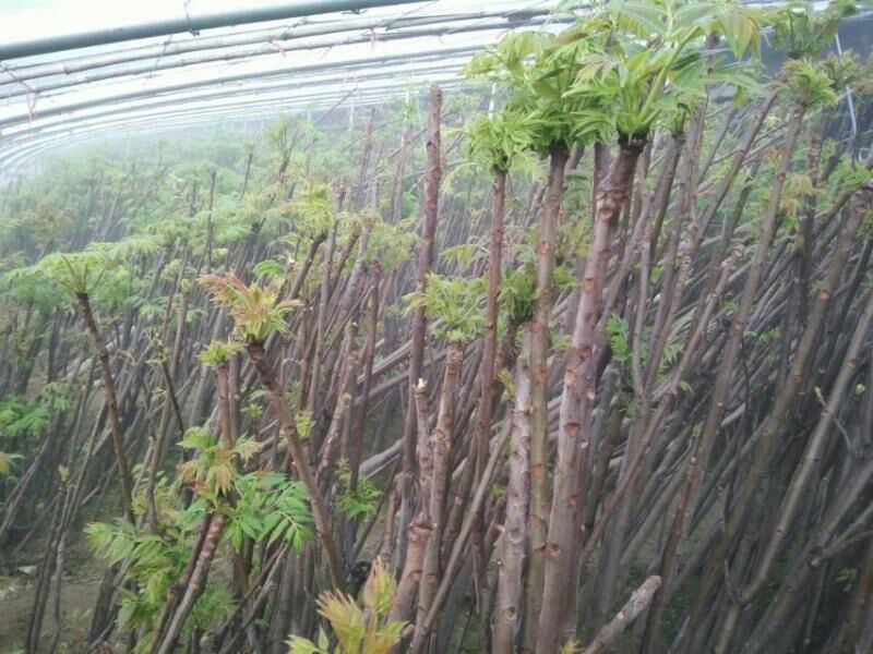 香椿苗80cm以上，香椿小苗，大棚专用香椿苗