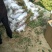 香椿苗80cm以上，香椿小苗，大棚专用香椿苗