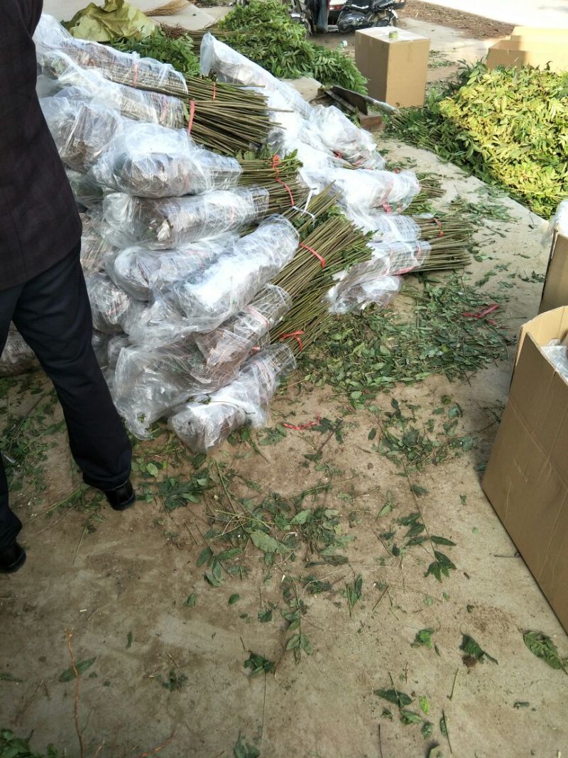 香椿苗80cm以上，香椿小苗，大棚专用香椿苗