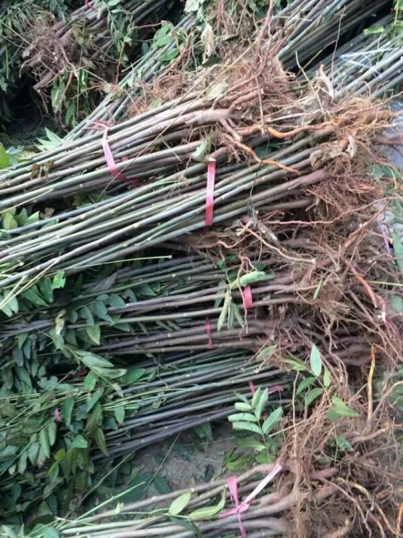 香椿苗80cm以上，香椿小苗，大棚专用香椿苗