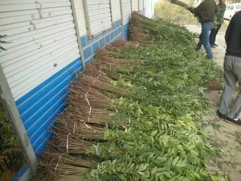 香椿苗80cm以上，香椿小苗，大棚专用香椿苗