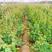 翠香猕猴桃苗保证纯度基地直供提供种植技