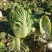 精品北京新三号白菜大量上市4~6斤净菜欢迎各地的老板