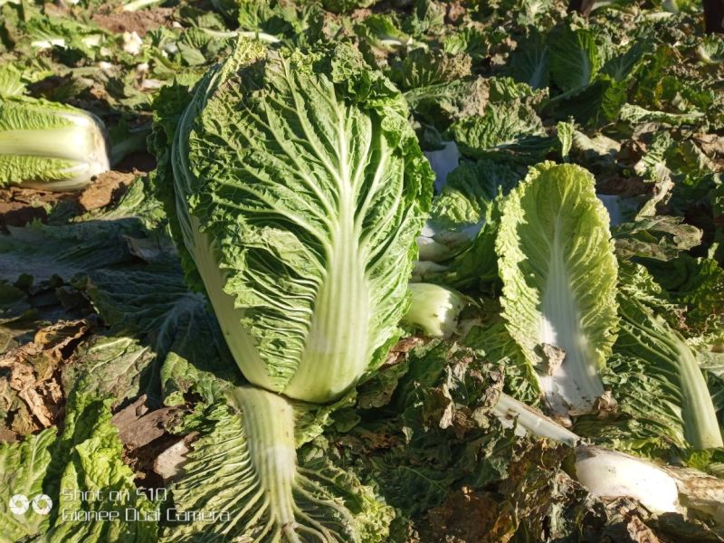 精品北京新三号白菜大量上市4~6斤净菜欢迎各地的老板