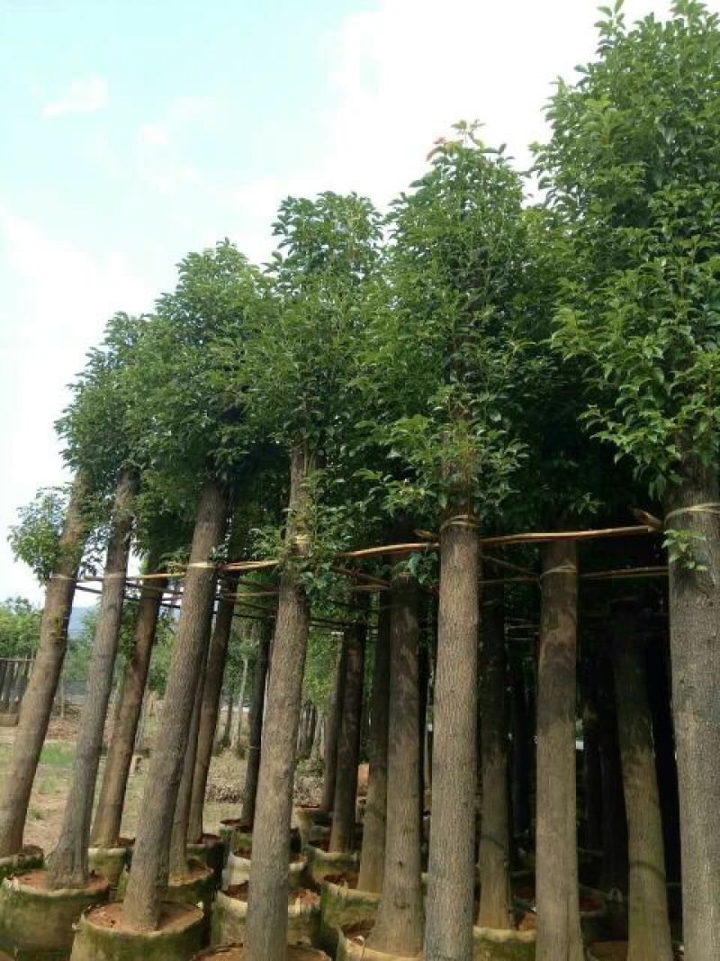 香樟6~8cm6~8cm1.5~2米