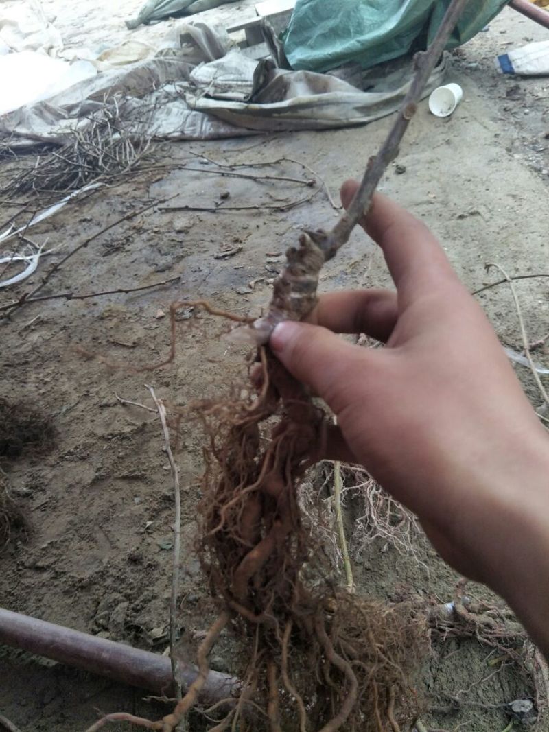 猕猴桃苗绿红心猕猴桃实生苗批发水杨桃沾木苗批发欢迎致电