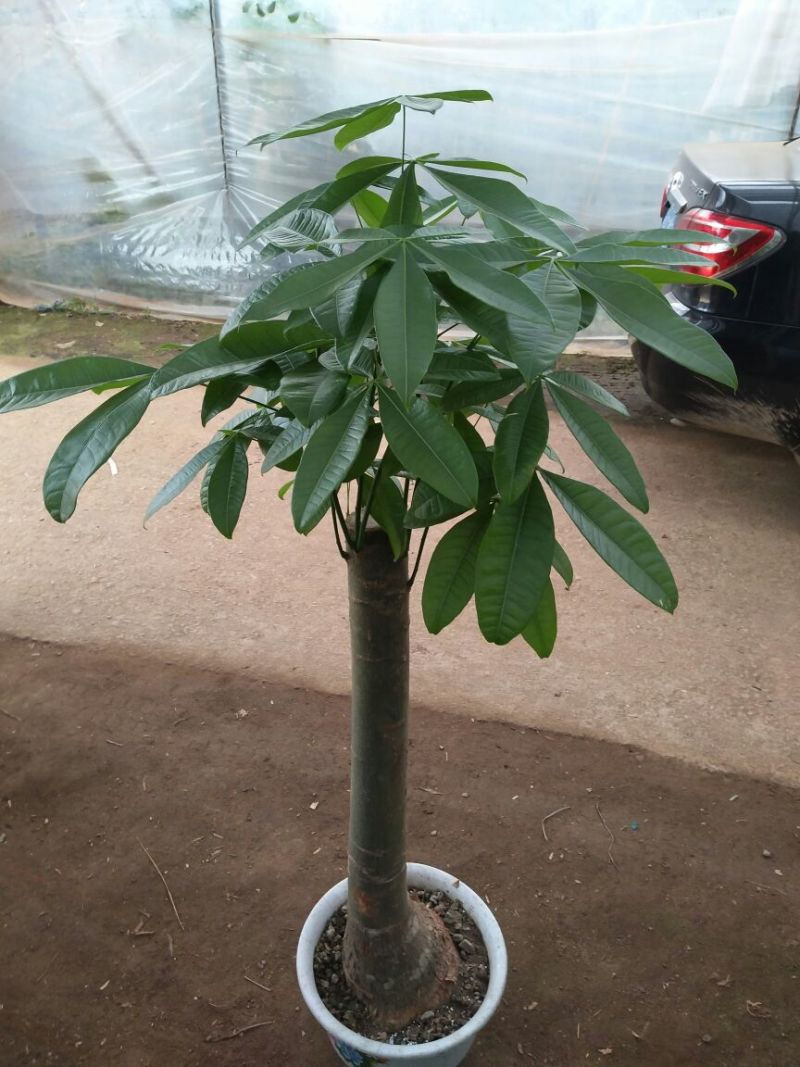 发财树不含盆