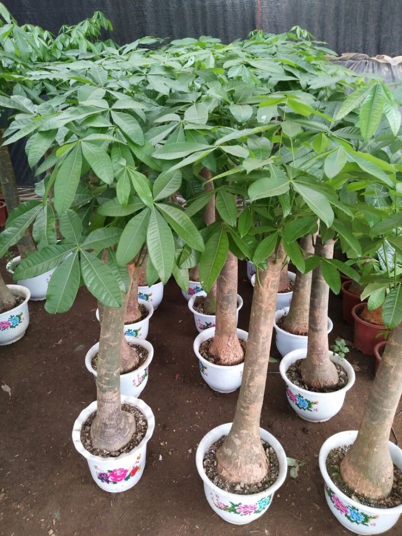 发财树不含盆
