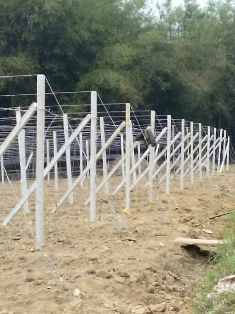 专业搭建百香果架子！火龙架子！全国都可以包工包料