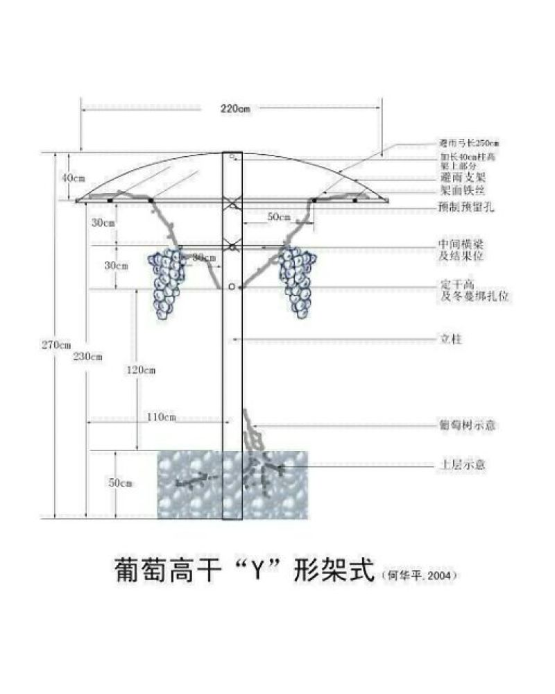专业搭建百香果架子！火龙架子！全国都可以包工包料