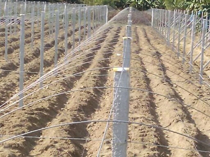 专业搭建百香果架子！火龙架子！全国都可以包工包料