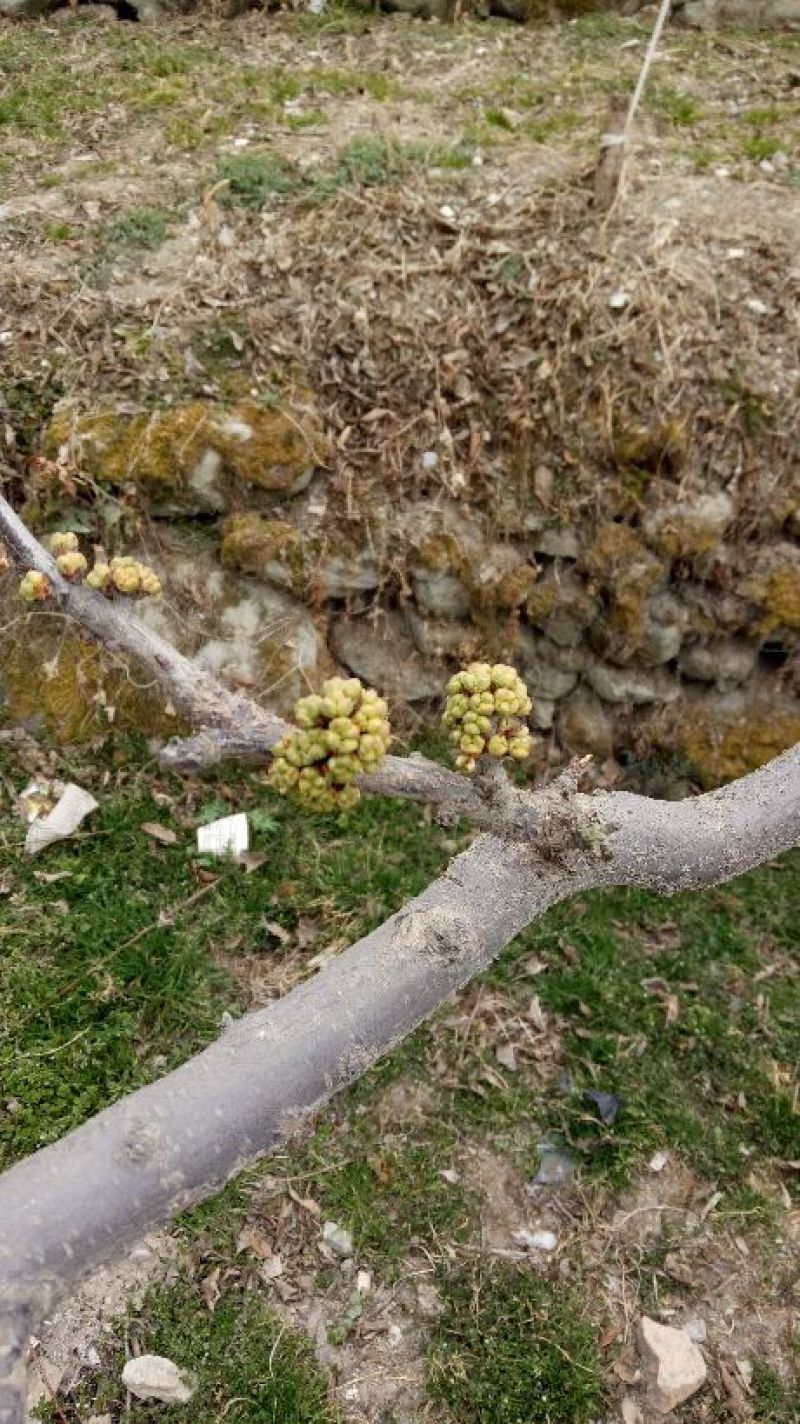 李子枝条