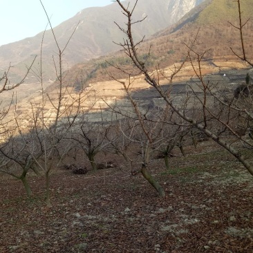李子枝条