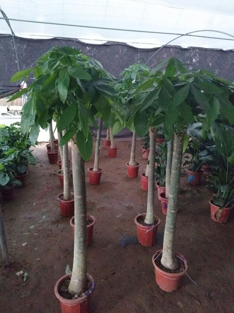发财树不含盆
