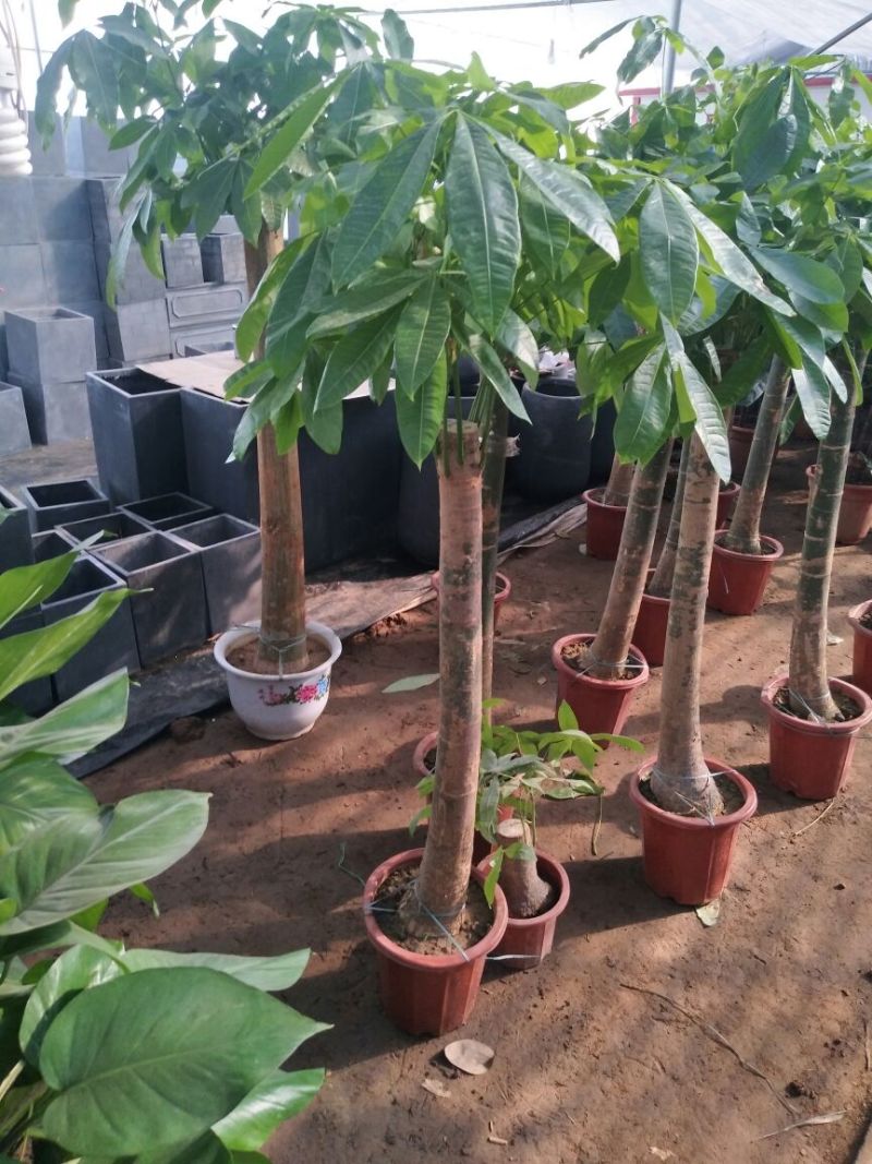 发财树不含盆