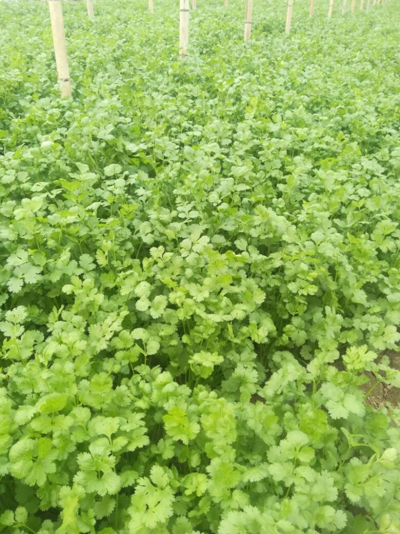 【产地直发】河北精品香菜，20~30厘米，千亩基地直发