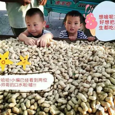 白沙系列干货带壳