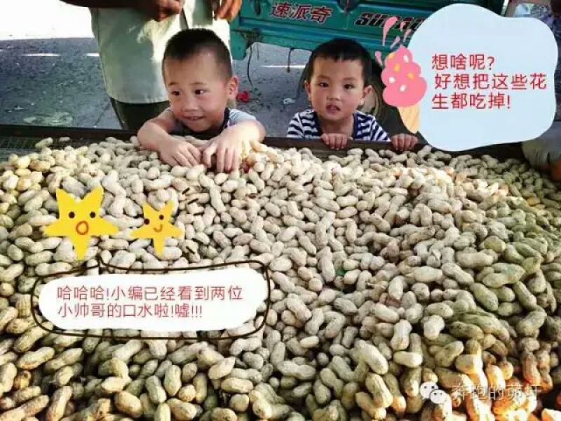 白沙系列干货带壳