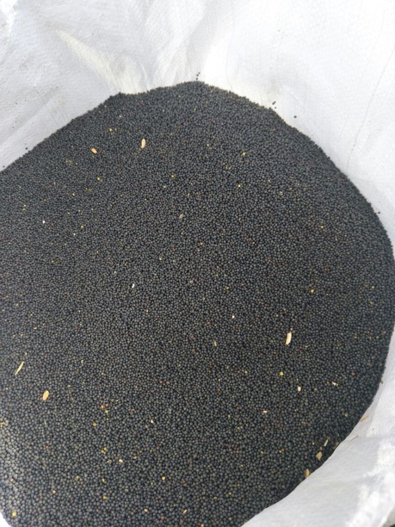 甘蓝型油菜籽绵油15