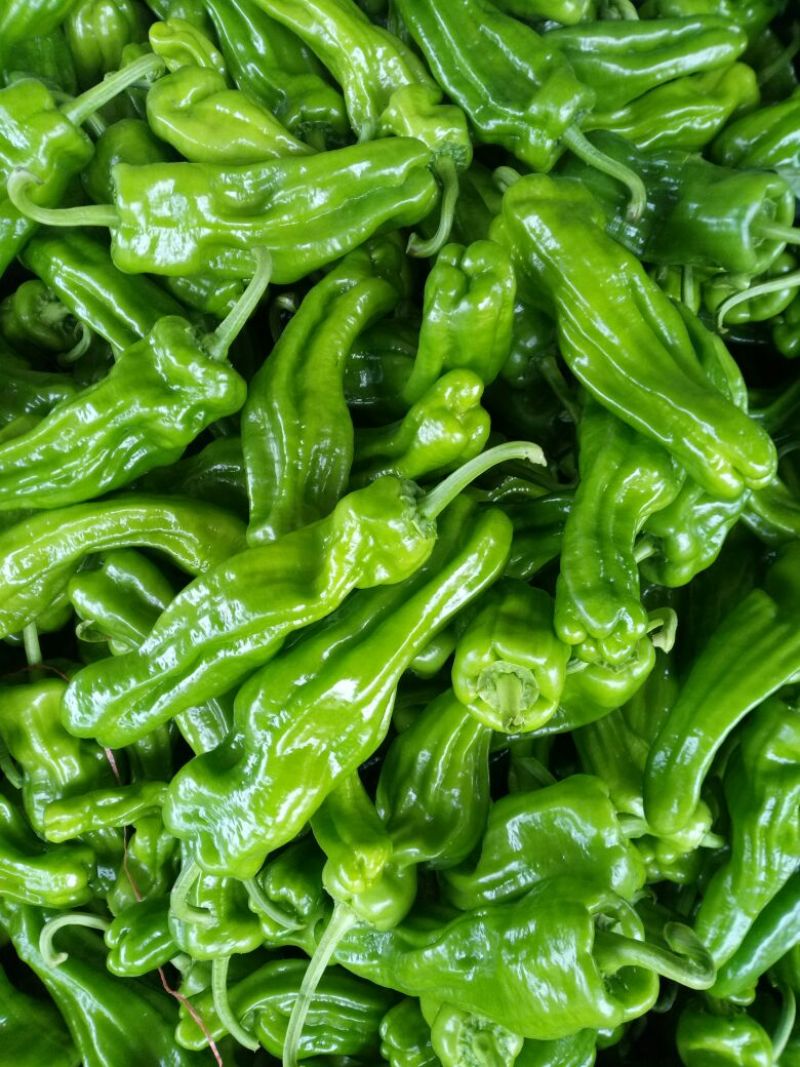 鲜辣椒芜湖椒（薄皮椒），产地直供，量大、合作共赢。