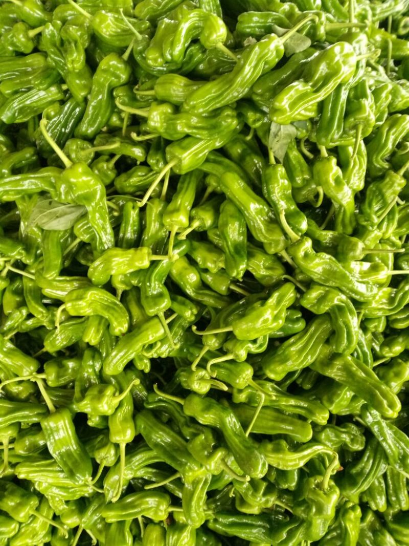 鲜辣椒芜湖椒（薄皮椒），产地直供，量大、合作共赢。