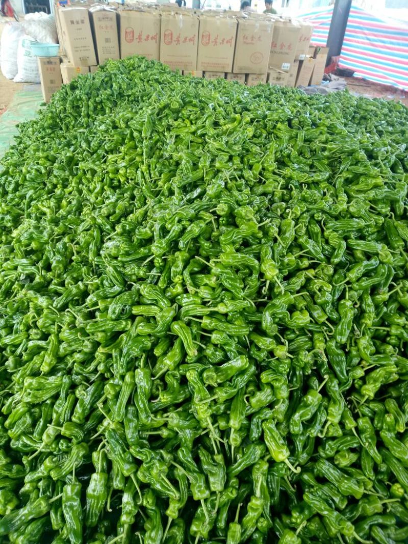 鲜辣椒芜湖椒（薄皮椒），产地直供，量大、合作共赢。