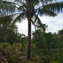 椰子树2~5m