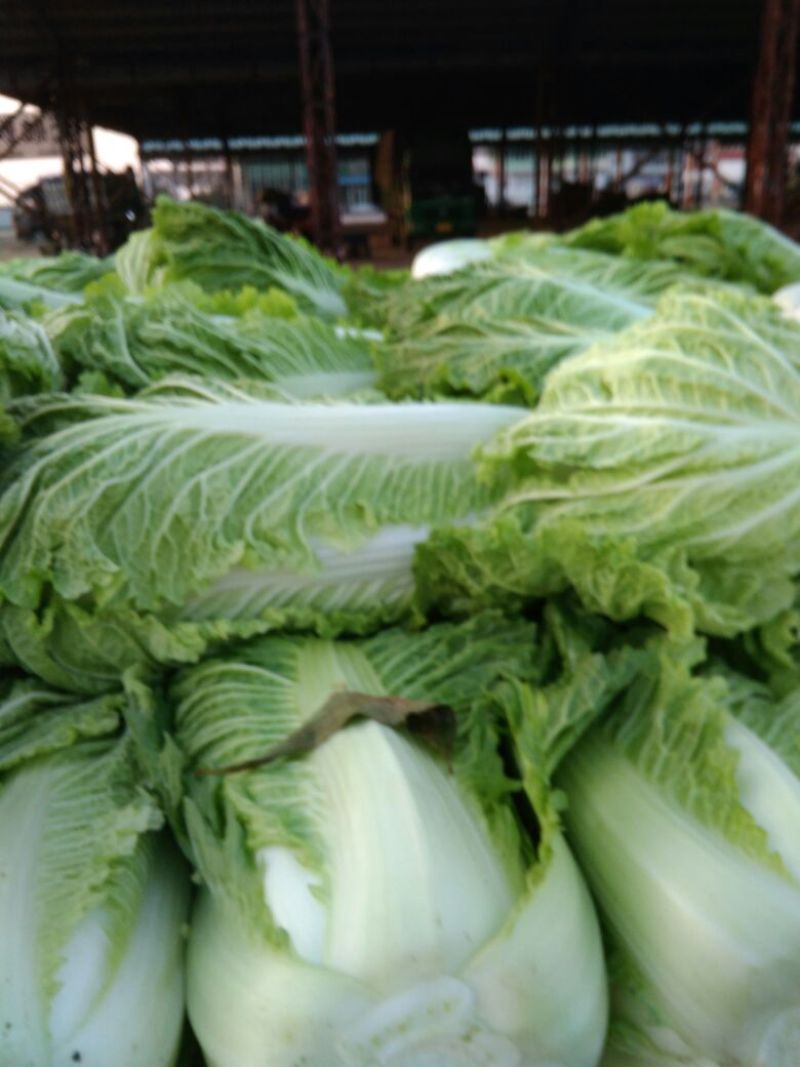 大白菜，北京3号，产地直供，个头均匀，城信可靠，