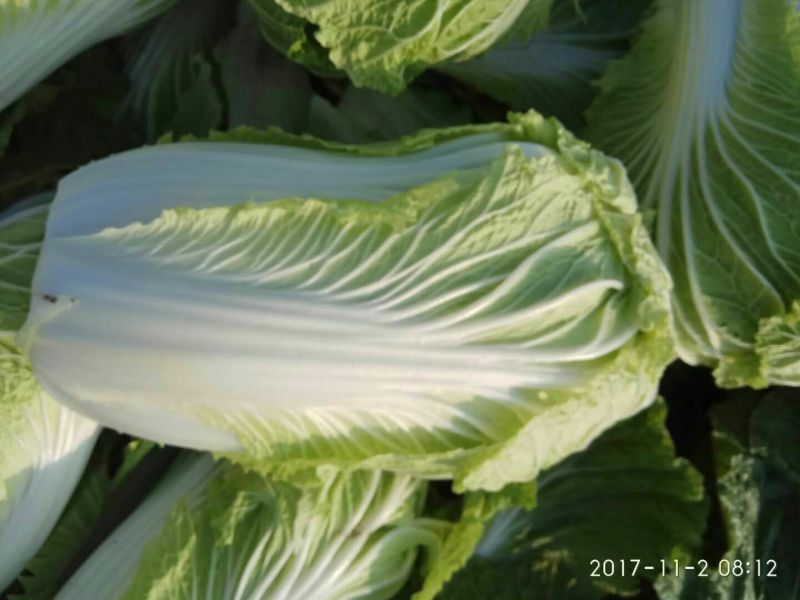 大白菜，北京3号，产地直供，个头均匀，城信可靠，