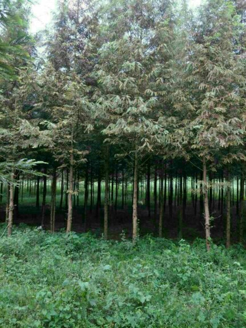 杉树，规格齐全，树型好，成活率高，服务至上，包上大车，