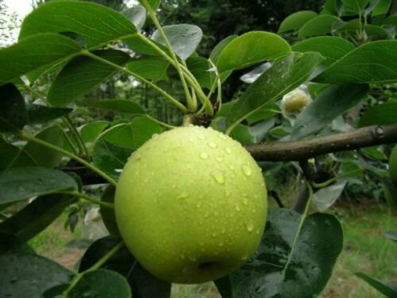 翠冠梨树苗0.8~3cm规格齐全保湿邮寄