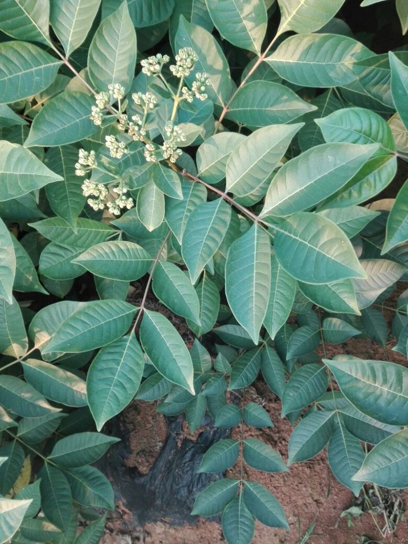 江西中花吴茱萸苗基地一手规格齐全包活死苗包赔诚信经营