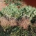 江西中花吴茱萸苗基地一手规格齐全包活死苗包赔诚信经营
