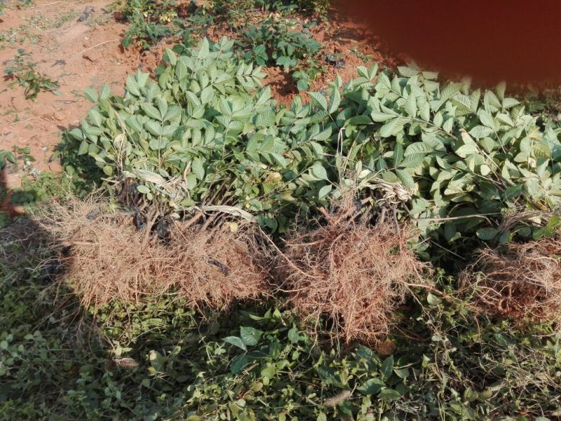 江西中花吴茱萸苗基地一手规格齐全包活死苗包赔诚信经营