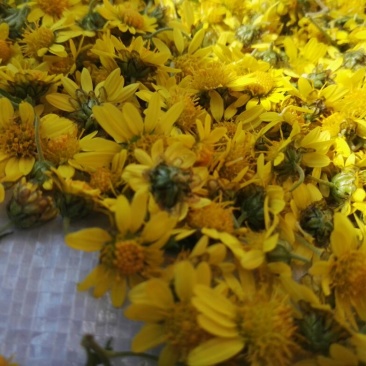 野菊花袋装