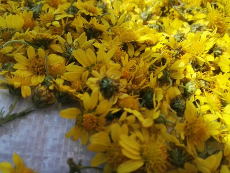 野菊花袋装