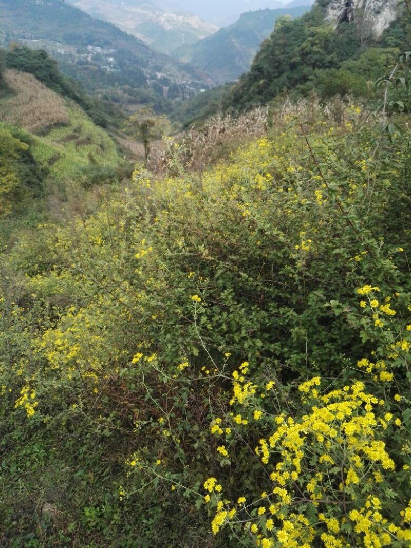 野菊花袋装