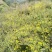 野菊花袋装