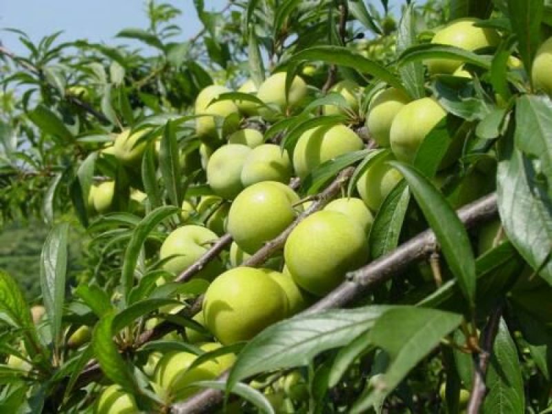 青脆李子苗免费提供种植技术保湿邮寄正品保证