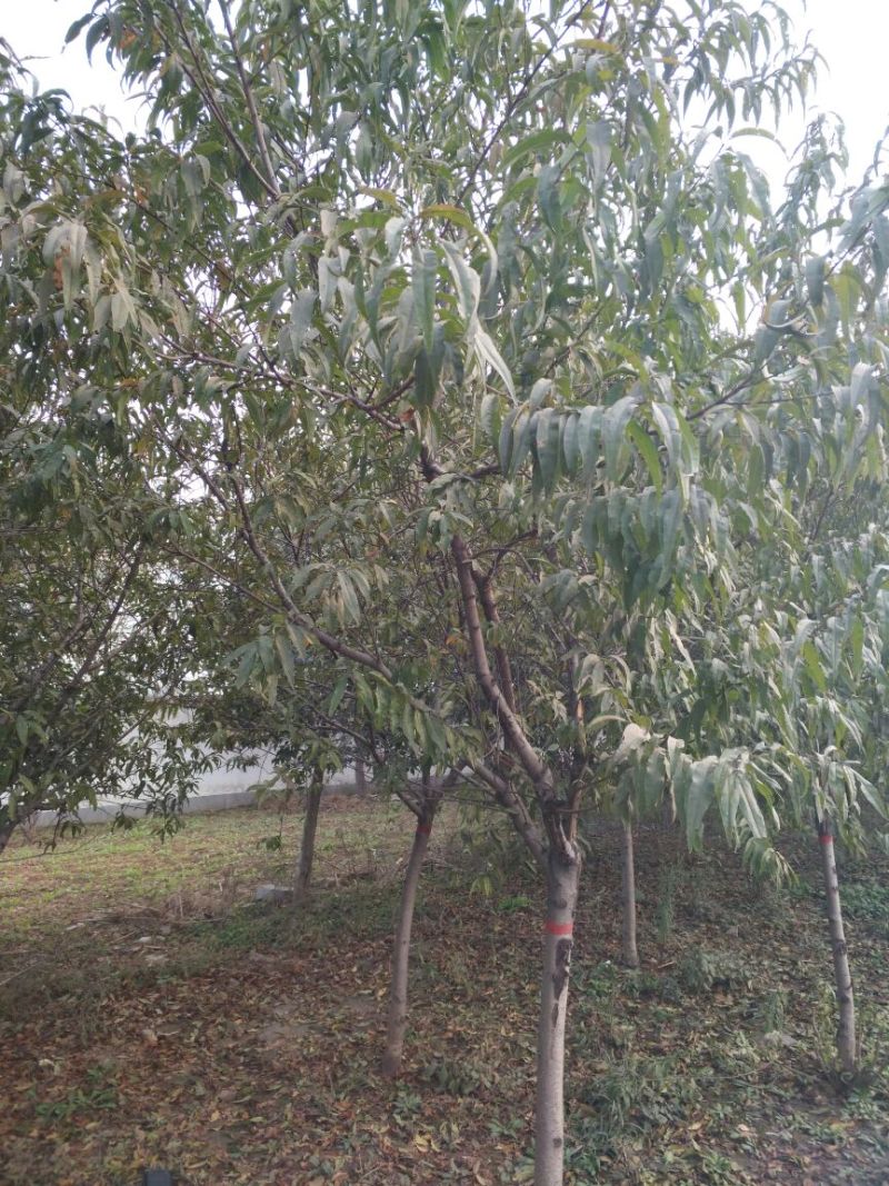 毛桃树10~12cm2.5~3米