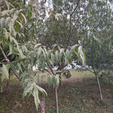 毛桃树10~12cm2.5~3米