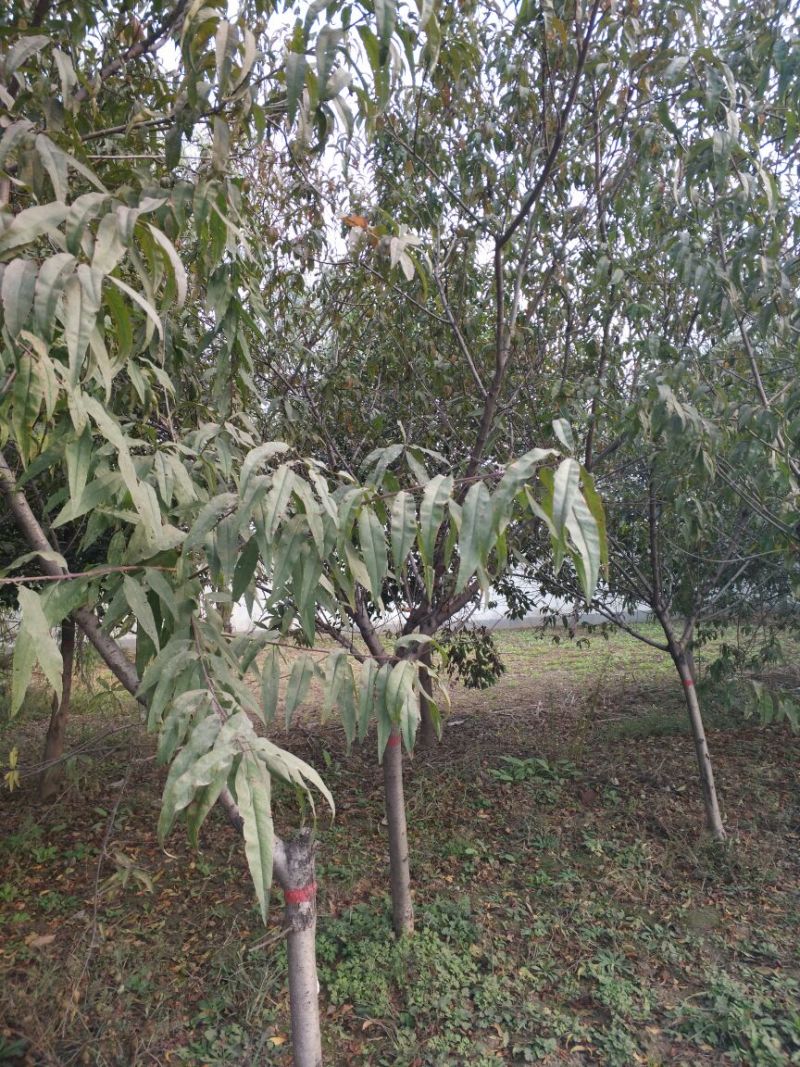 毛桃树10~12cm2.5~3米